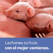 Lechones activos